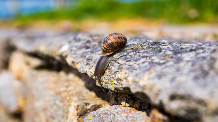 Snail crawling on a hard rock texture in nature; brown striped snail walking on the rocks in rainy day, Brittany (Bretagne), France