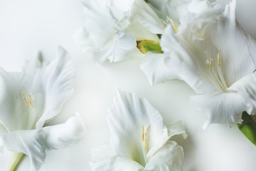 Fototapeta na wymiar Lilies on white background