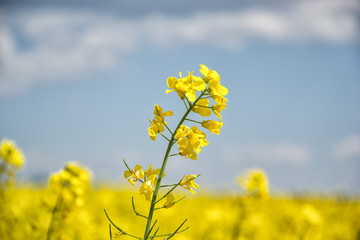 Field of yellow flowering oilseed rape isolated on a cloudy blue sky in springtime (Brassica...
