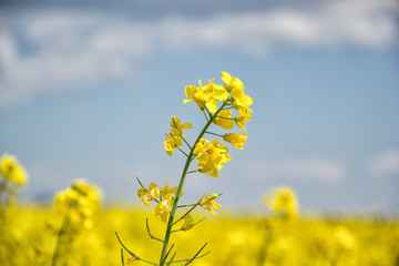Field of yellow flowering oilseed rape isolated on a cloudy blue sky in springtime (Brassica napus), Blooming canola, bright rapeseed plant landscape at spring. Countryside scene. Agricultural concept