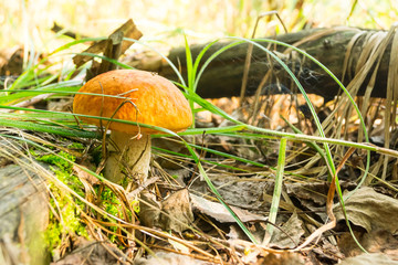 Mushroom boletus in the forest bathed in natural light.