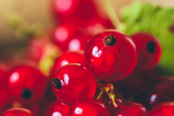 Background of Ripe Red Currant.