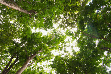 Sun light looking up in Forest, Green Tree branches nature abstract, View from bottom up.