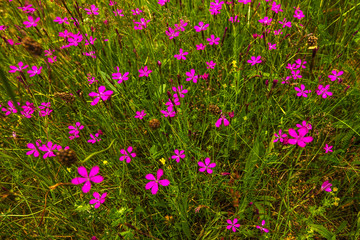 Fototapeta premium Pink flowers in a field