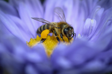 Bee on a violet flower