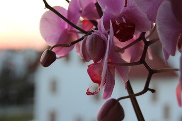 pink flower orchid closeup