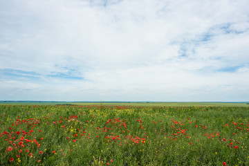 Panoramic photo of red poppy flower with buds in the meadow. Nature composition poppy flowers.
