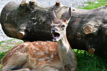 roe grazing on the meadow