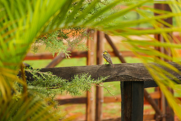 Little bird in the farm