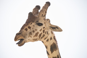 Headshot Giraffe