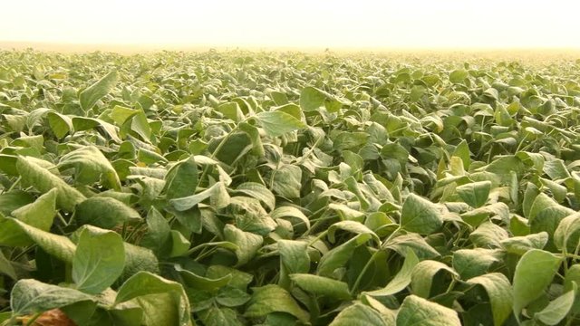 Soy field in early morning