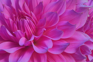 Pink Dahlia close-up