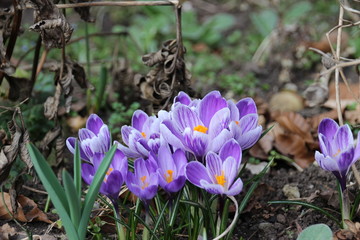 violet flower closeup crocus