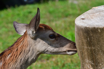 Obraz premium roe grazing on the meadow