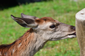 roe grazing on the meadow