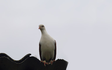 White dove with brown wings sits against the sky ...
