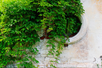 Fototapeta na wymiar Green Creeper Plant on old distressed white brick wall with round window.