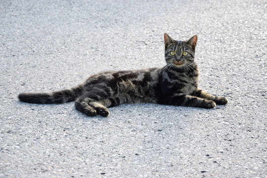 Katze grau getigert