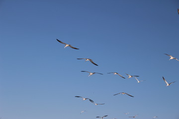 flying seagulls at florida beachside, beautiful blue background