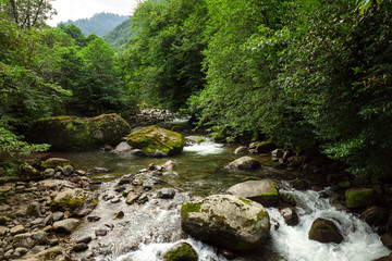 fast river among rocks and green trees