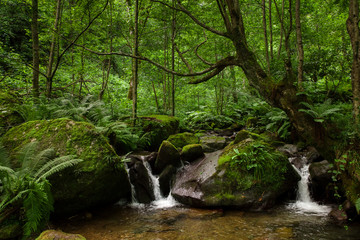 small cascades of water with stones and green dense forest - 169739498