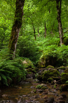 calm stream among stones, fern and tall trees