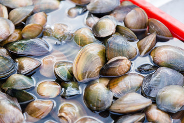Fresh mussels in water at market