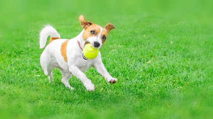 A frisky dog Jack Russell Terrier running with a yellow Tennis ball on green lawn outdoor at summer day. Copy-space left