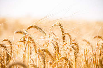 Wheat field. Background of ripening ears of meadow wheat field.