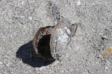 closeup of a shell oyster