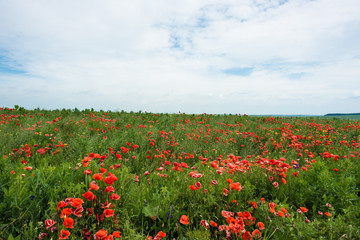 Panoramic photo of red poppy flower with buds in the meadow. Nature composition poppy flowers.
