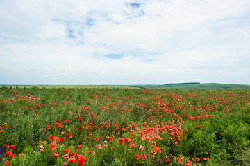 Fototapeta na wymiar Panoramic photo of red poppy flower with buds in the meadow. Nature composition poppy flowers. 