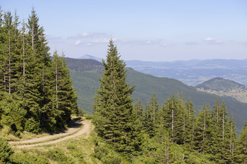 Green fir trees against the background of the Carpathian mountains in the summer. Ukraine