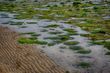 close up on plants on coast during outflow 