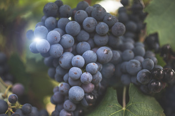 Ripe grapes on a branch