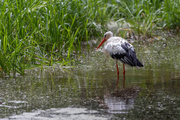 Stork is in the water