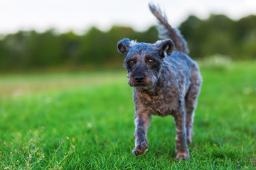 portrait of a terrier hybrid dog