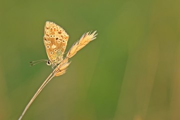 Weiblicher Silbergrüner Bläuling (Polyommatus coridon) im Morgenlicht 