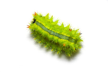 Slug moth caterpillar isolated on white background