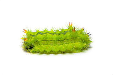 Slug moth caterpillar isolated on white background