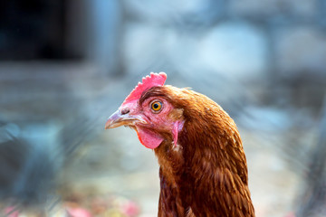 Portrait of a domestic chicken of motley color