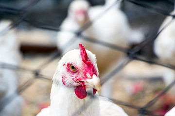 Portrait of a young white chicken on a natural background