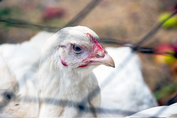 Portrait of a young white chicken on a natural background