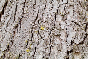 Gray tree bark with green lichens closeup