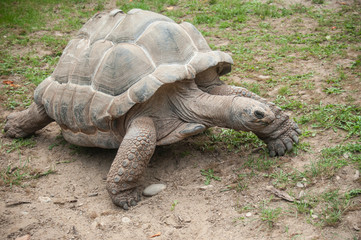 Obraz premium tortue géante