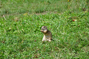 ground squirrel grazing and lurking in the grass 