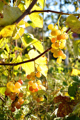 Close-up of bunches of white wine grapes on vine, selective focus.