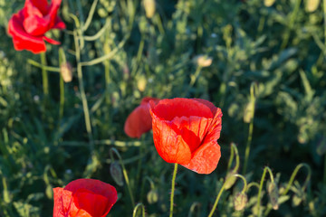 Field with bright red poppies. Flowering fragrant scarlet flowers - poppies against the background of green grass.