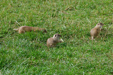 Naklejka na ściany i meble ground squirrel grazing and lurking in the grass 