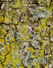 Gray and brown tree bark with lichens closeup